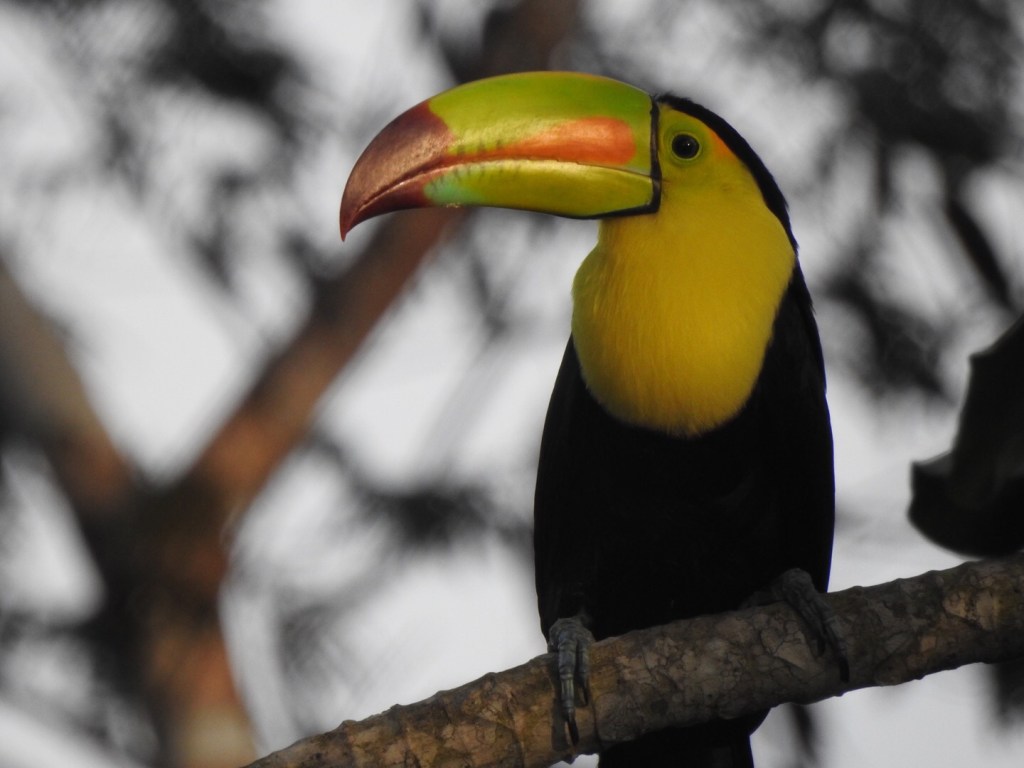 A Birding Big&nbsp;Year