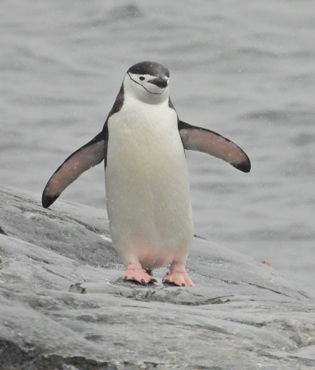 State of the Flock: March 2026&nbsp;Update